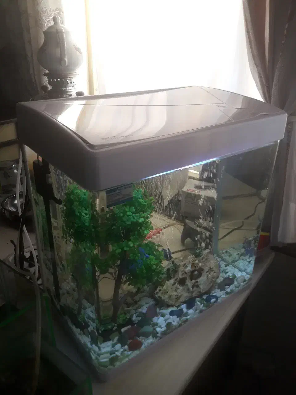 آکواریوم|ماهی|سنندج, |دیوار