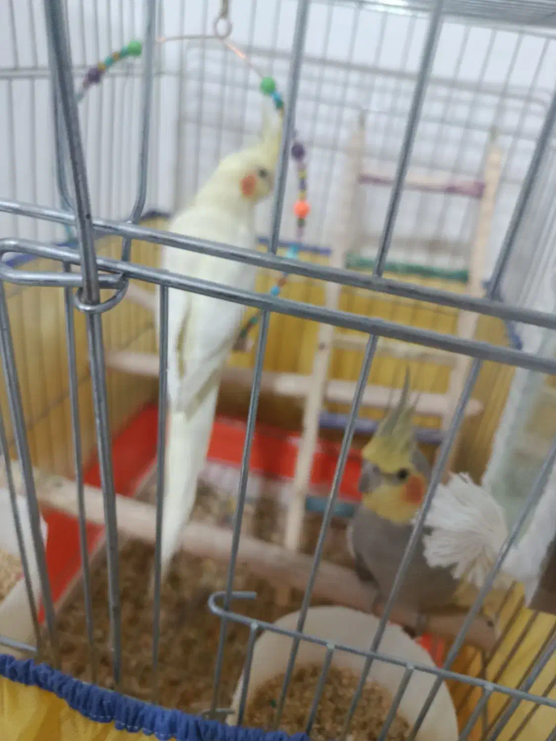 جفت عروس هلندی|پرنده|دورود, |دیوار