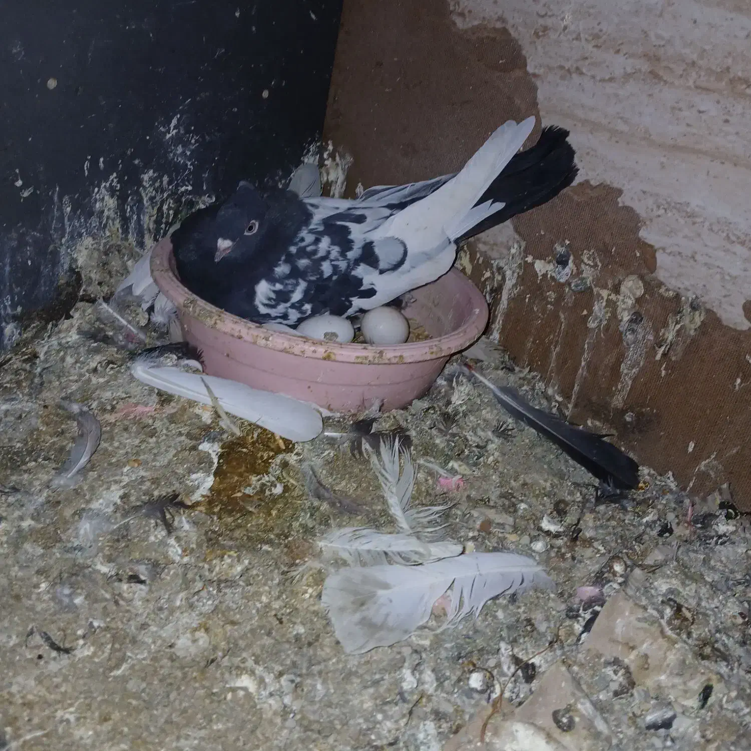 کفتر سرور.شازده آتیشی 10 جفت معاوضه با موتورمزاید|پرنده|نسیمشهر, |دیوار