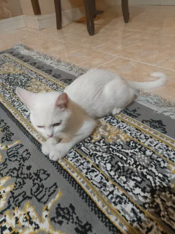 بریتیش|گربه|تهران, دولتخواه شمالی|دیوار