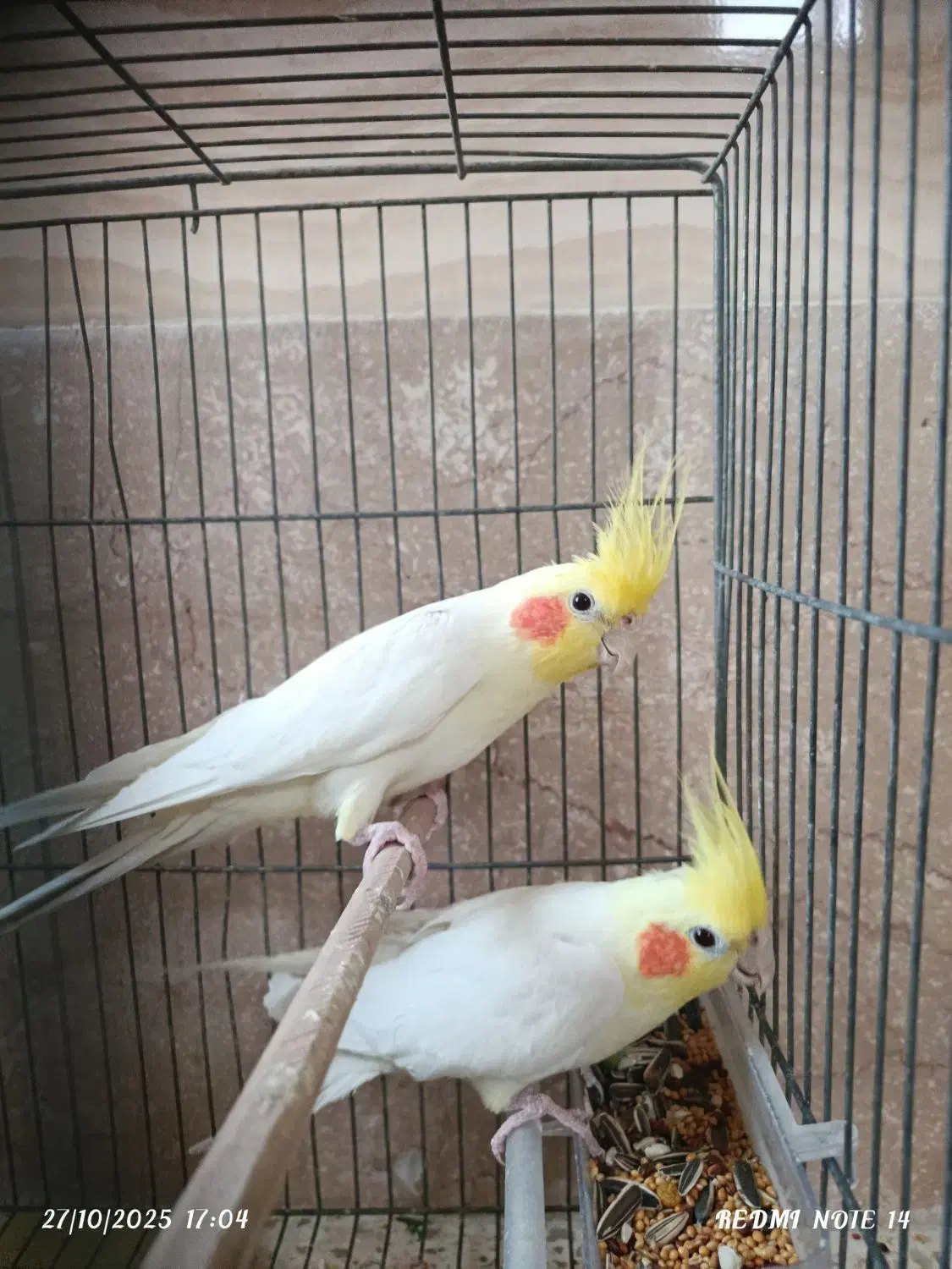 عروس هلندی|پرنده|چهاربرج, |دیوار