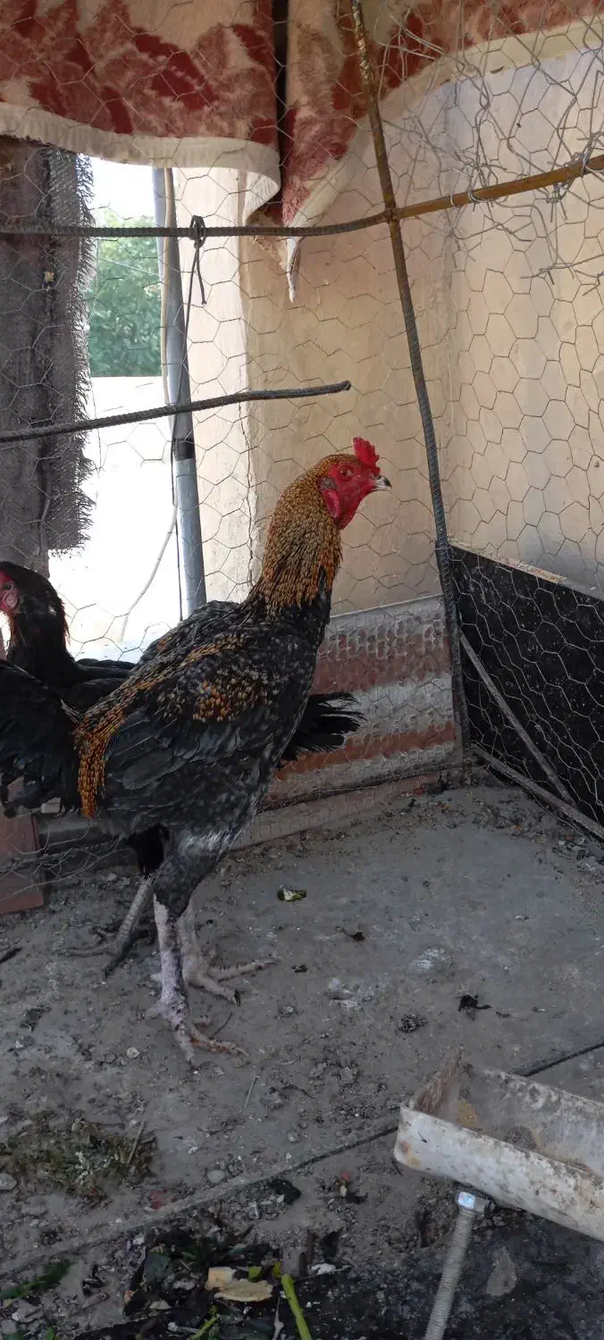 خروس لاری|حیوانات مزرعه|بیدشهر, |دیوار