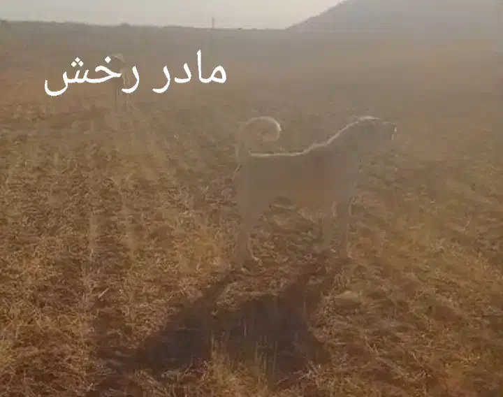سگ‌ سراب|سگ|دهگلان, |دیوار
