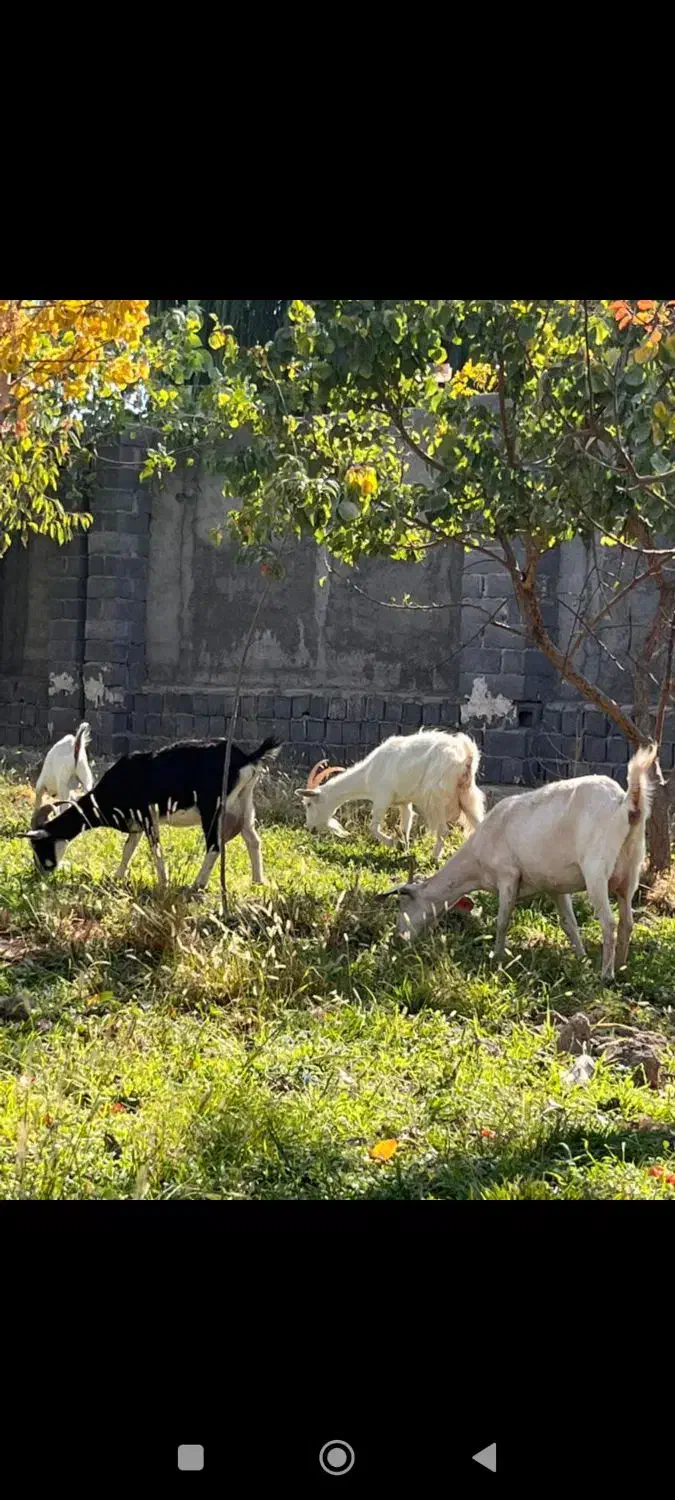 بز سانن|حیوانات مزرعه|محمدشهر, محمدشهر|دیوار