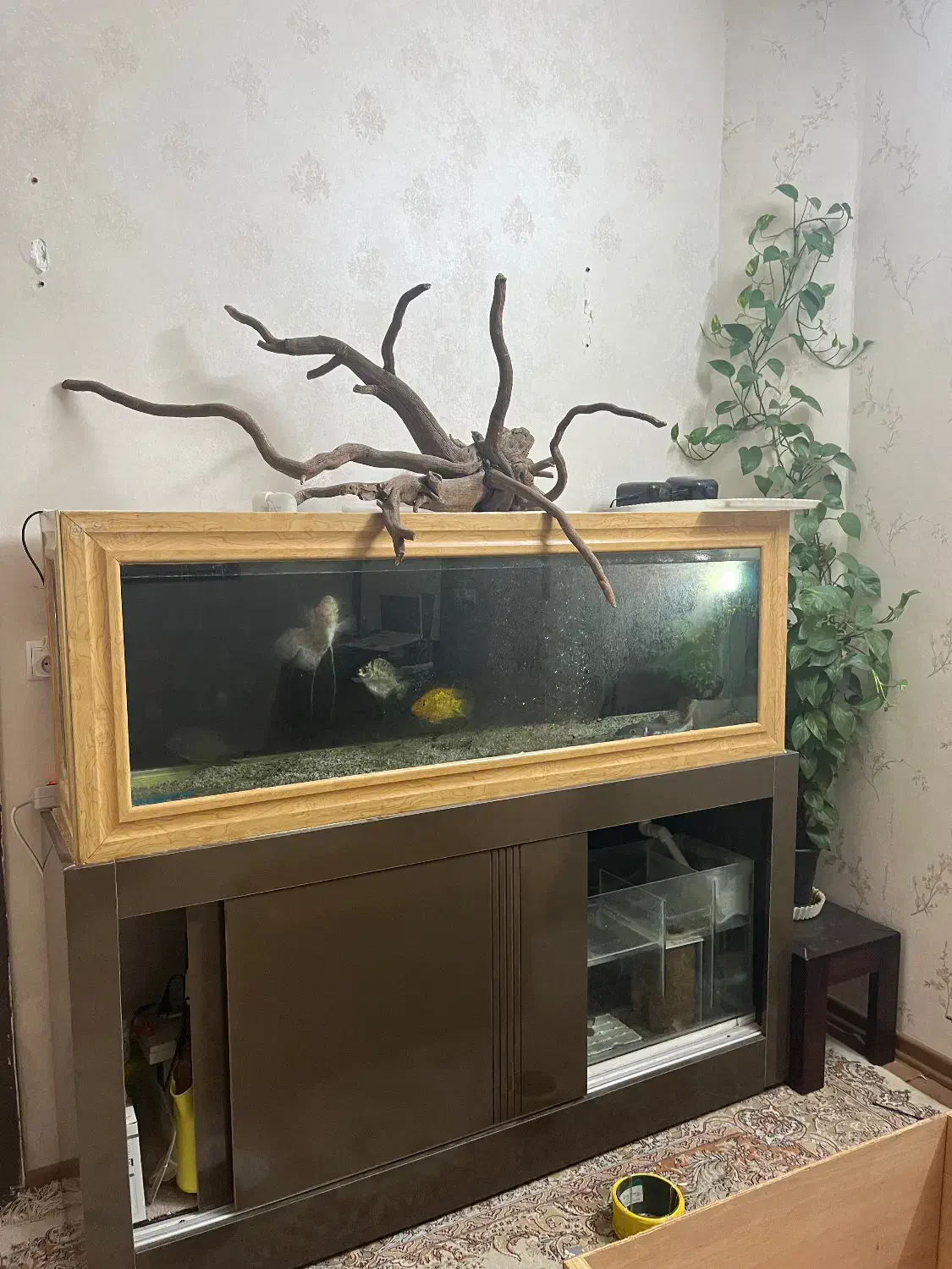 اکواریوم|ماهی|تربت‌حیدریه, سیلوی گندم|دیوار