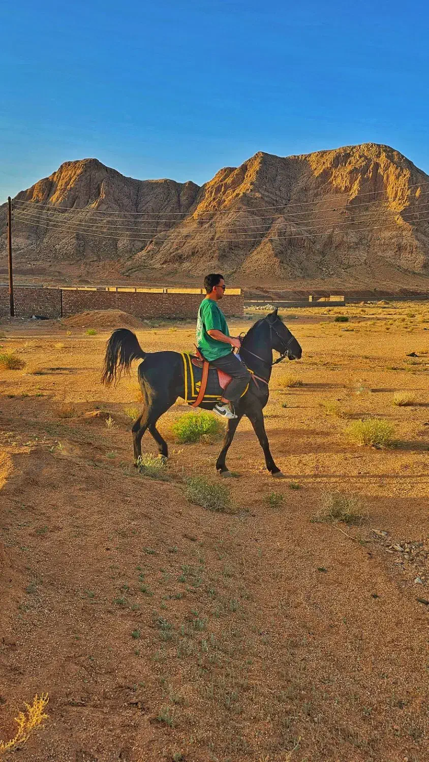 اسب کرد|اسب و تجهیزات اسب‌سواری|کرمان, |دیوار