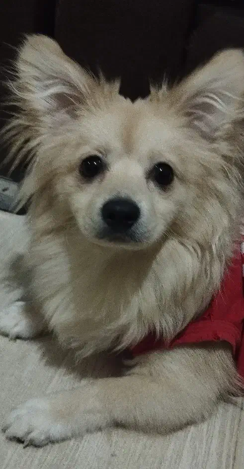 سگ نر  پامرین خرسی  کرمی حرف گوش کن|سگ|قزوین, |دیوار