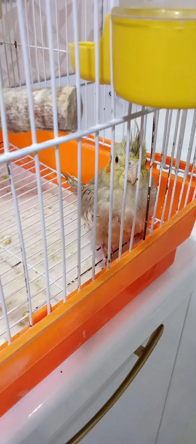 عروس هلندی|پرنده|نسیمشهر, |دیوار