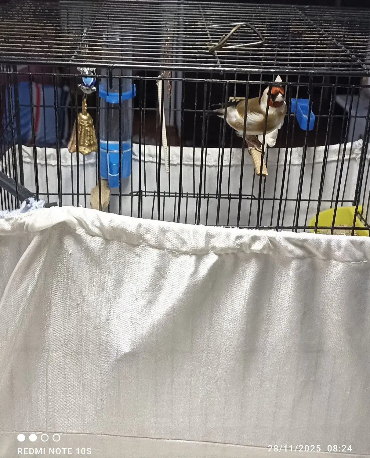 سهره نر بخون|پرنده|پردیس, فاز ۲|دیوار