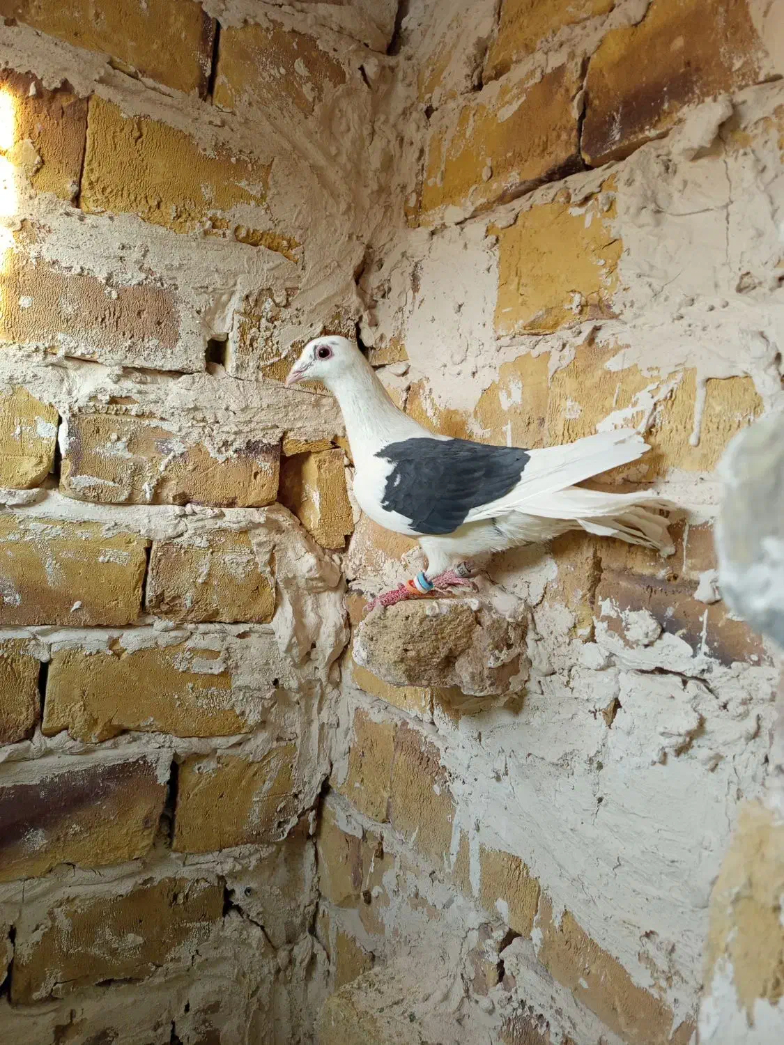 کویتی سیاه|پرنده|تربت‌حیدریه, پائین ولایت|دیوار