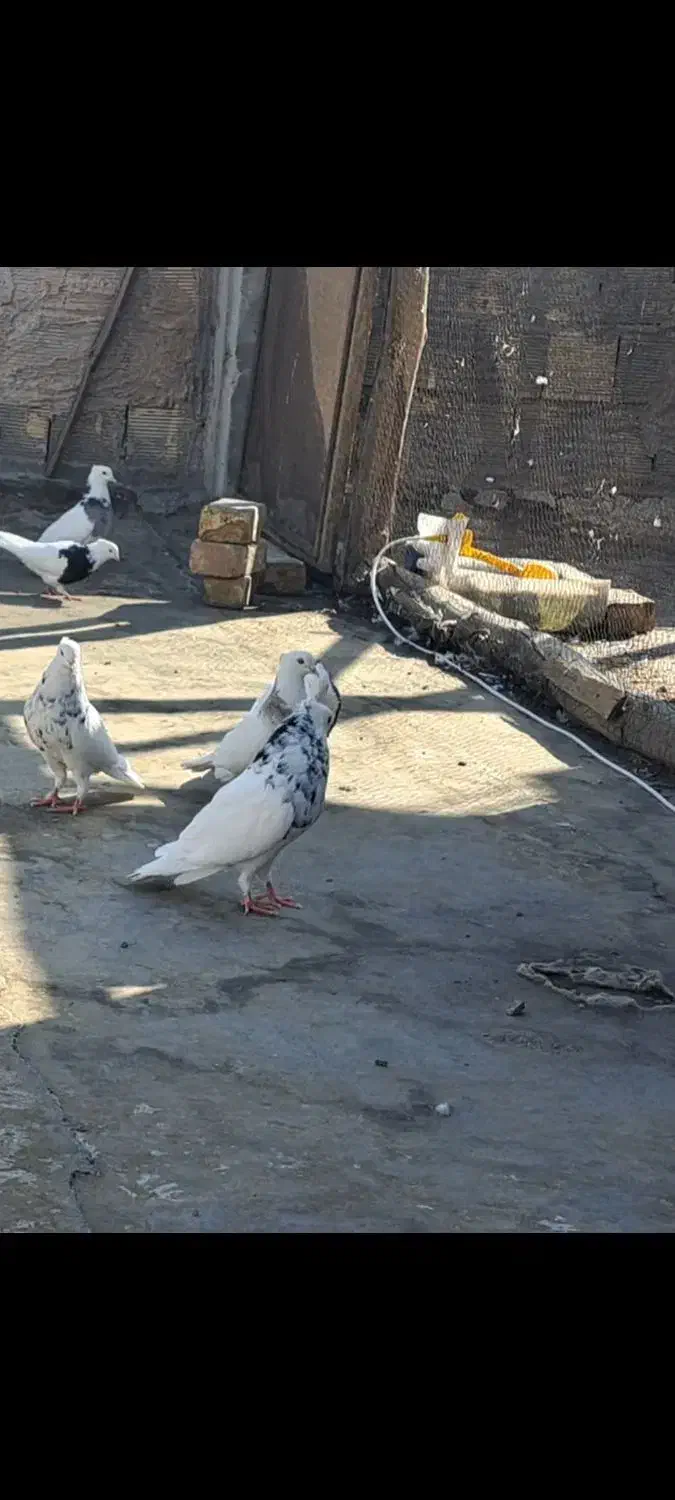 پرنده|پرنده|پیر بکران, |دیوار