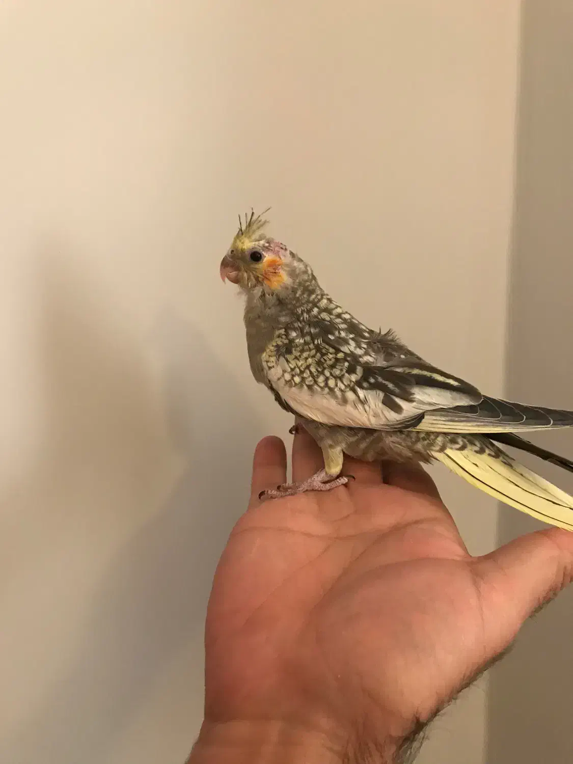 پرنده زینتی|پرنده|الیگودرز, |دیوار