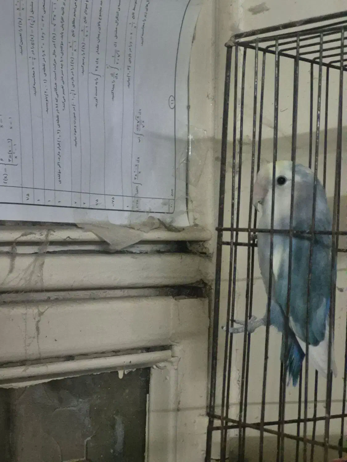 طوطی برزیلی|پرنده|بهبهان, |دیوار