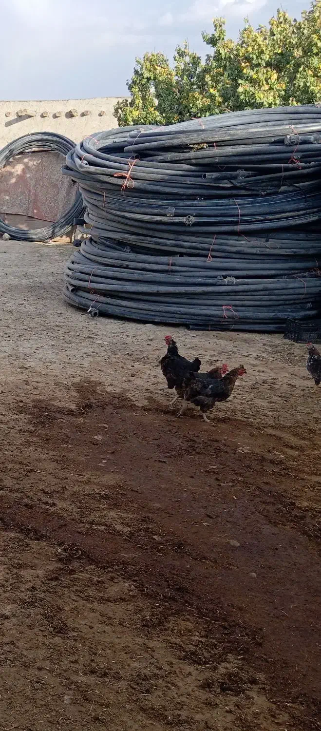 فروش مرغ محلی|حیوانات مزرعه|قروه, |دیوار