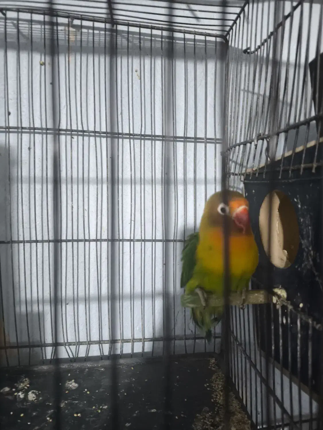 کوتوله مولد|پرنده|قم, نخودی|دیوار