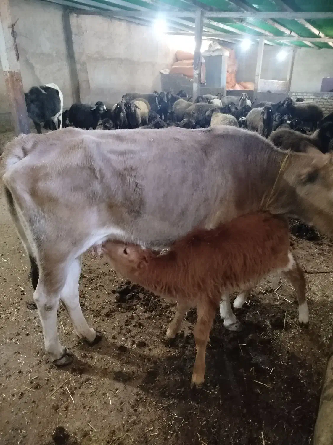 گاو محلی جوان با گوساله نر سالم|حیوانات مزرعه|پاپی, |دیوار