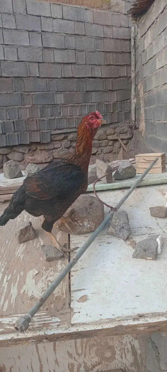 مرغ لاری ۶دنگ فول|حیوانات مزرعه|خاوران, |دیوار