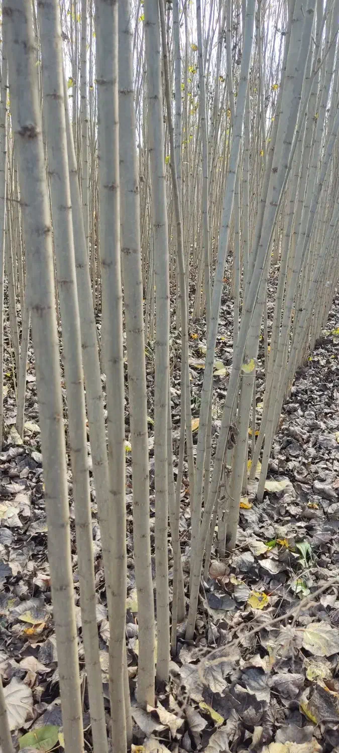 -نهــال صـنوبر ترک|حراج|ساری, |دیوار