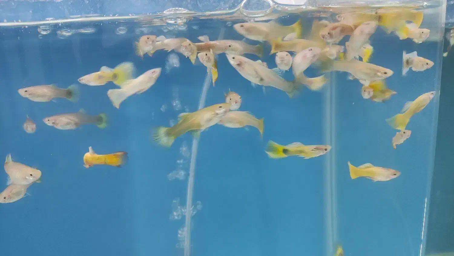 گوپی ، آنجل ، کالر ، زبرا ، لجنخوار|ماهی|قزوین, |دیوار