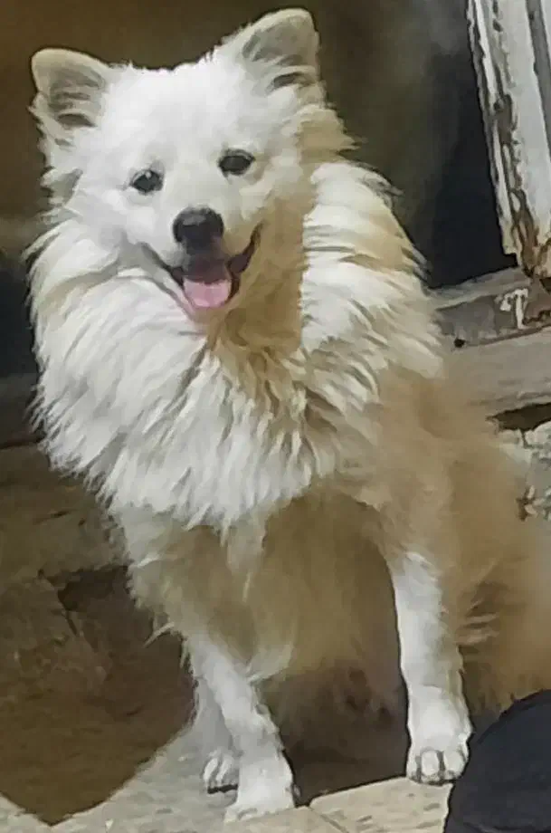 سگ پاکوتاه|سگ|تبریز, |دیوار