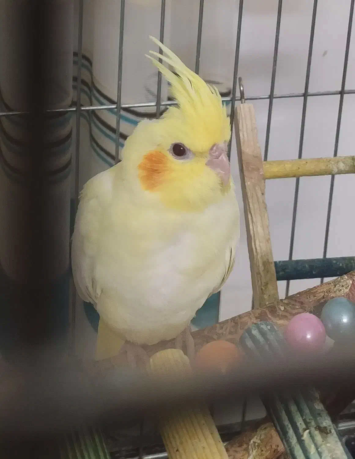 عروس هلندی لوتینو|پرنده|حمیدیا, |دیوار