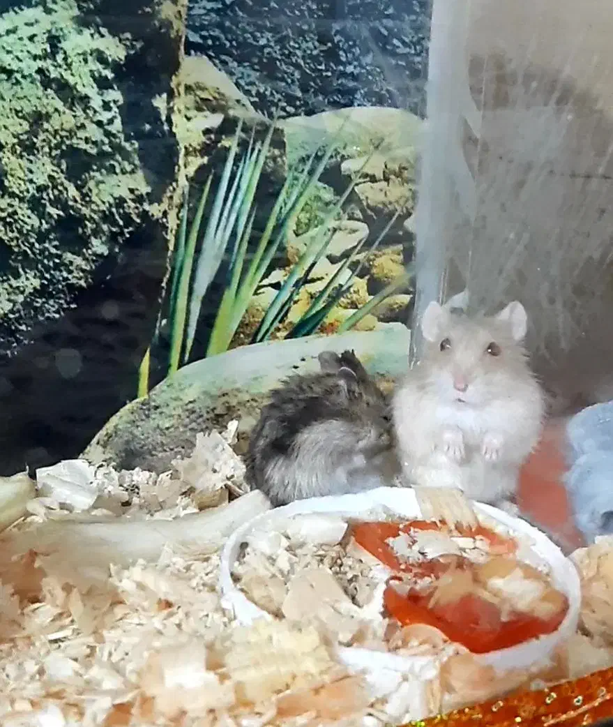 همستر|موش و خرگوش|اسلام‌شهر, شهرک قائمیه|دیوار