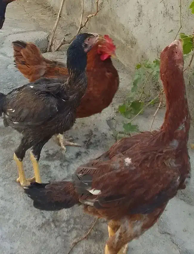 دوتا لاری ۷ ماهه اصل|حیوانات مزرعه|شاهین دژ, |دیوار