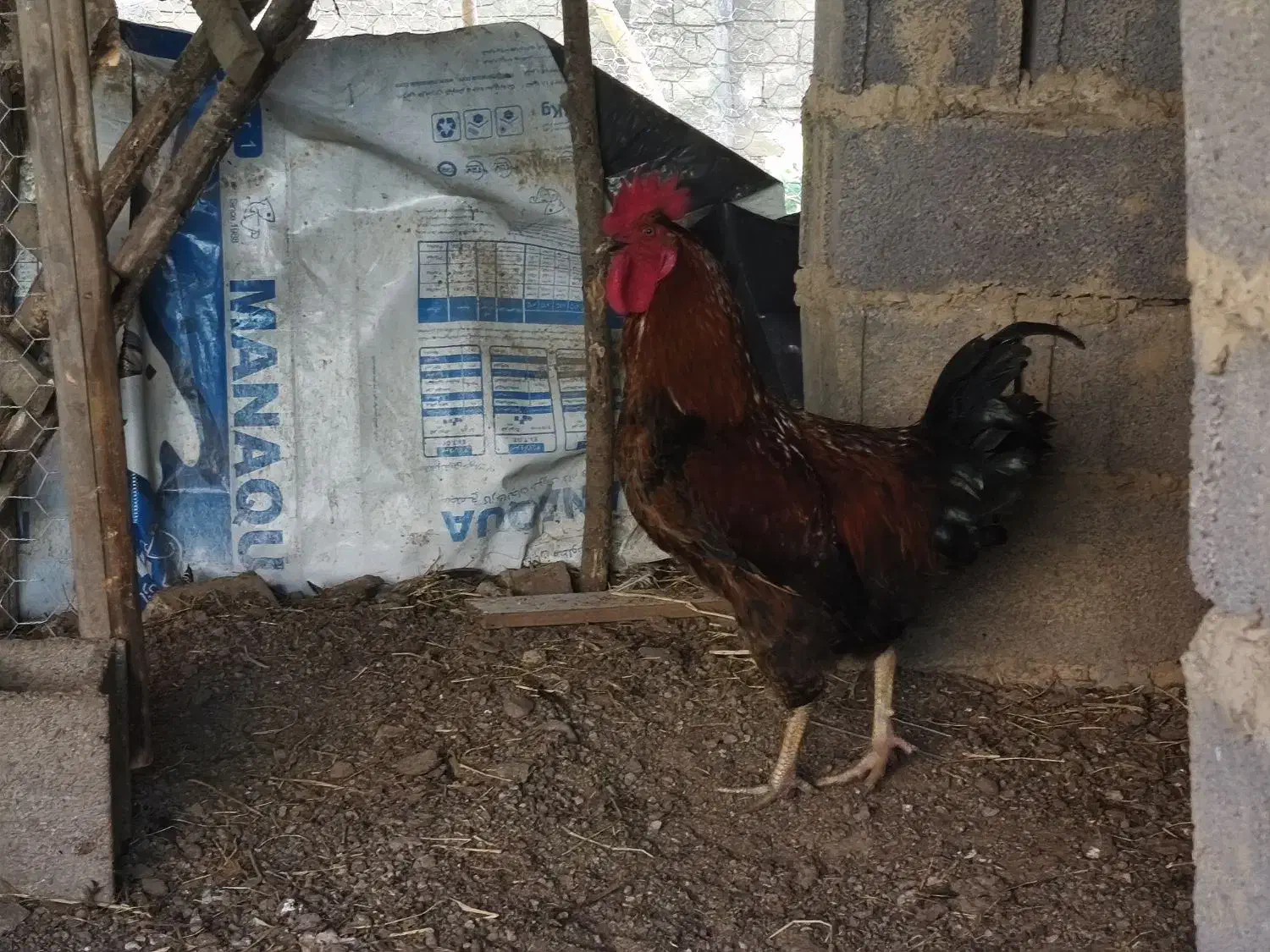 فروش خروس محلی گلپایگانی|حیوانات مزرعه|کلاردشت, |دیوار