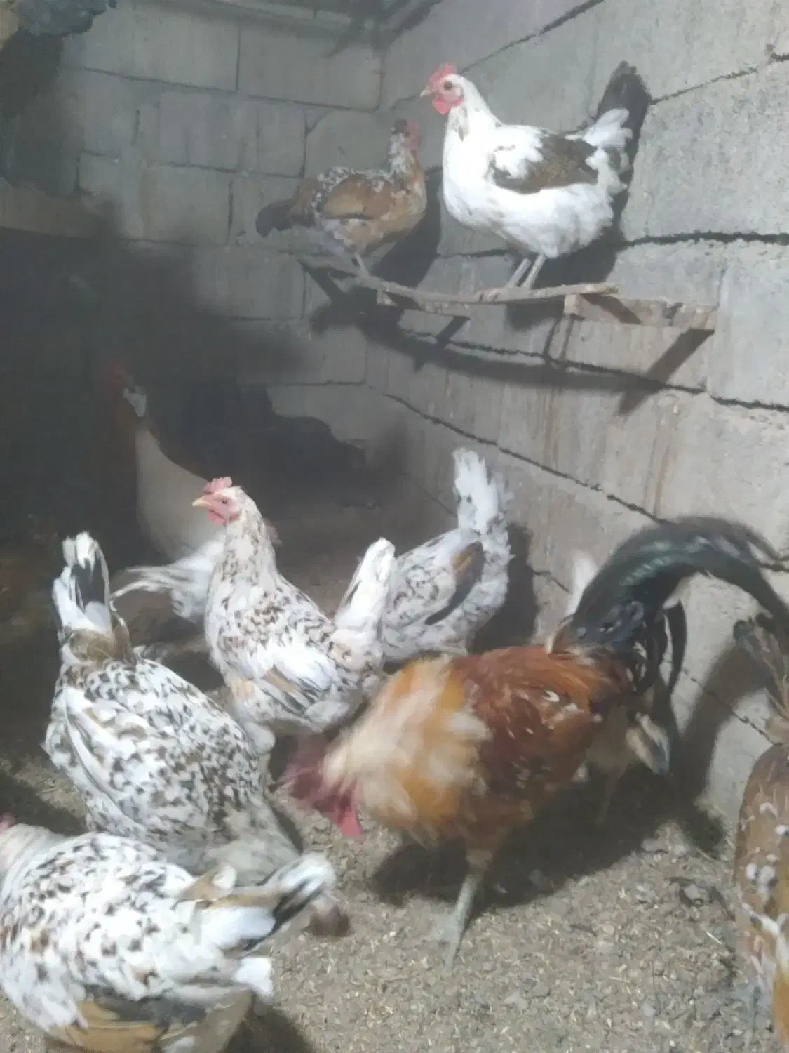 مرغ و خروس گلین لری|حیوانات مزرعه|ویلکیج, |دیوار