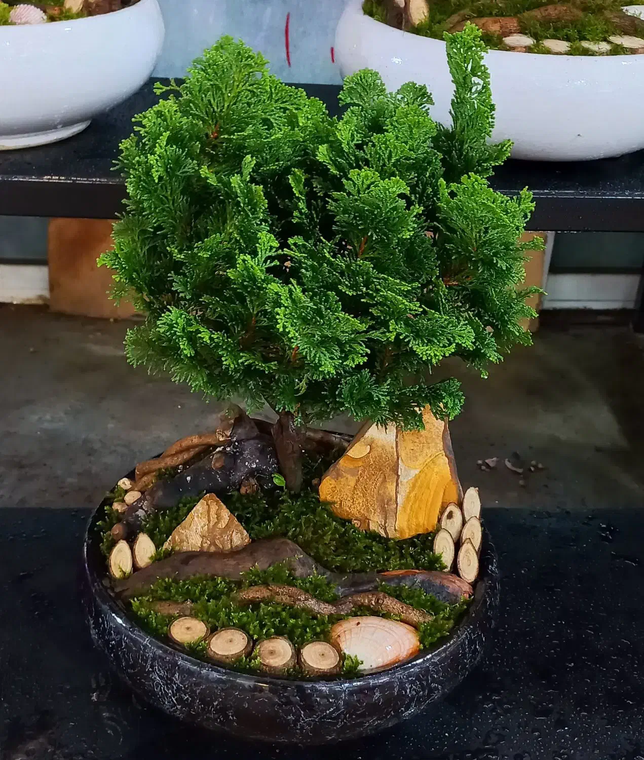 بن سای کاج نانا|گل و گیاه طبیعی|تهران, فدک|دیوار