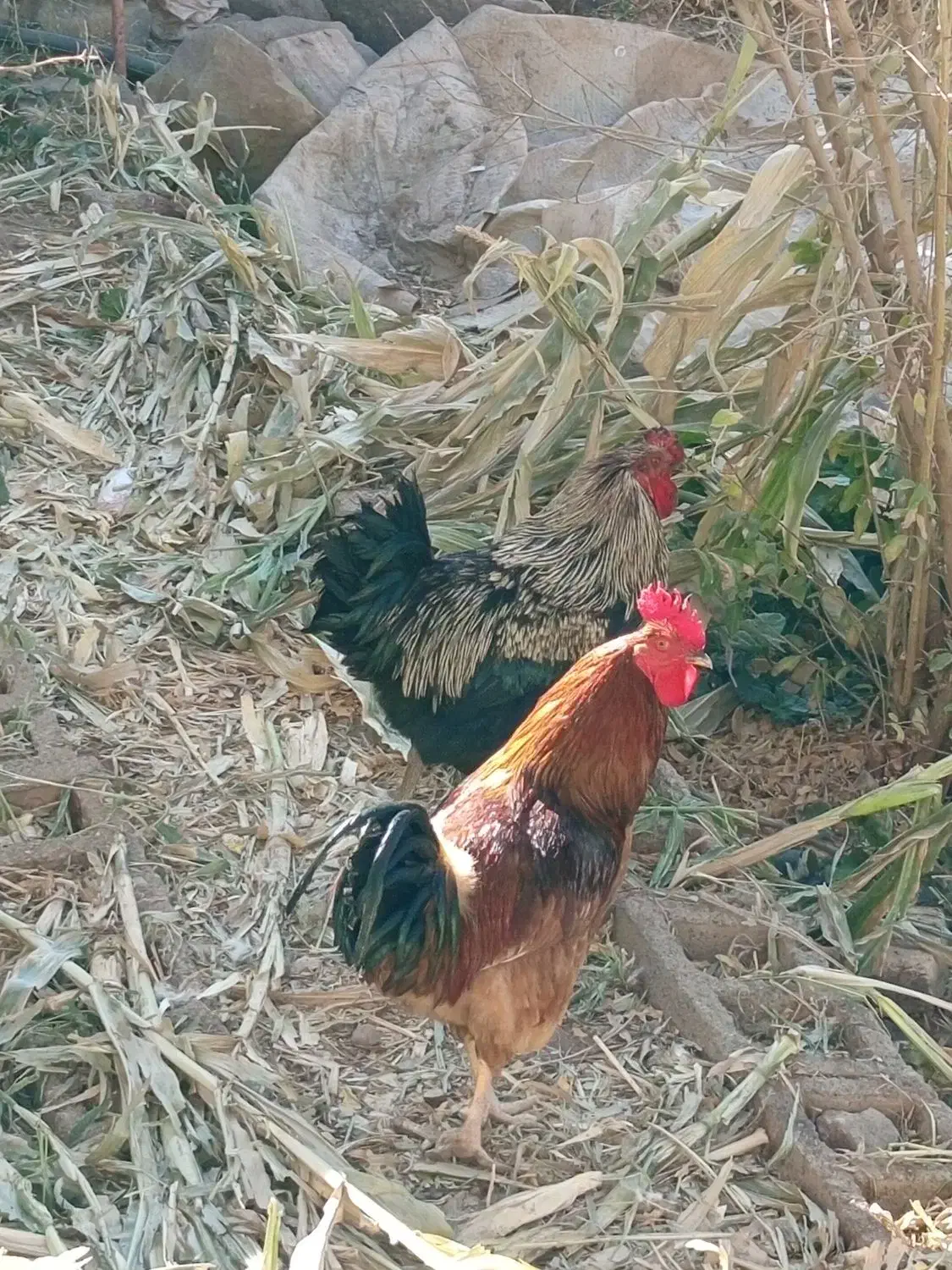 گوشت خروس محلی درشت و چاق همراه با ذبح اسلامی|خوردنی و آشامیدنی|تربت‌حیدریه, بی بی حسنیه|دیوار