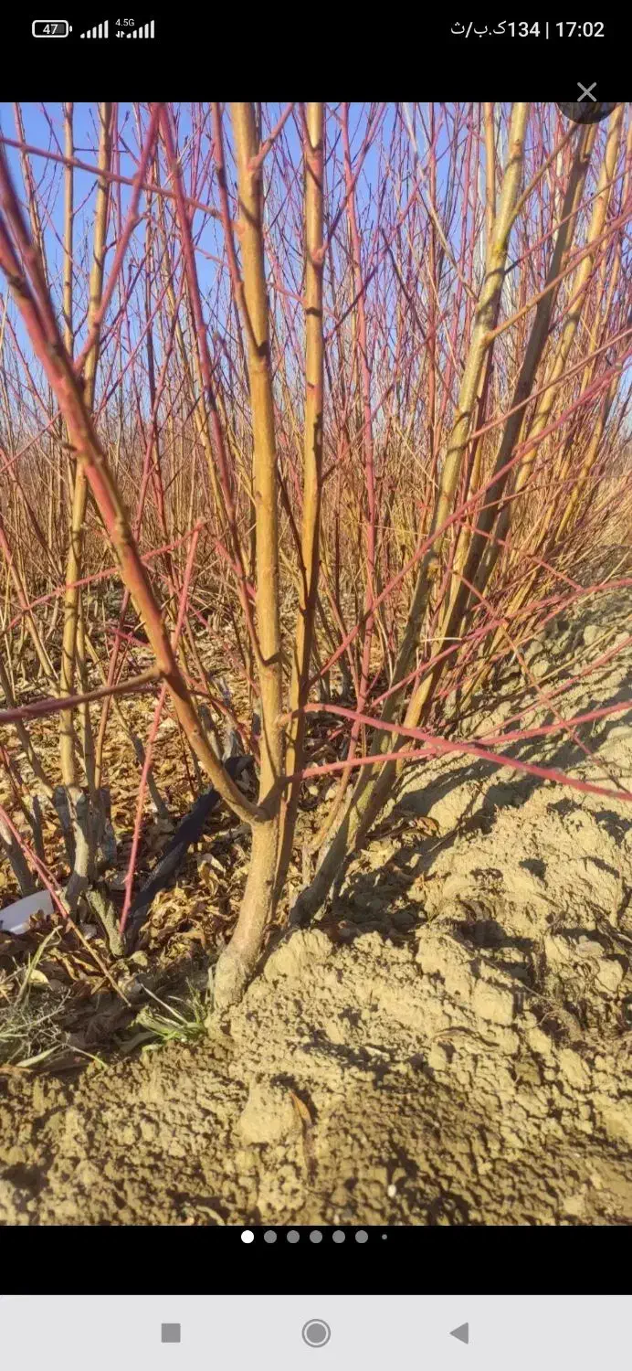 نهالستان چم|خدمات باغبانی و درختکاری|تهران, انبار نفت|دیوار