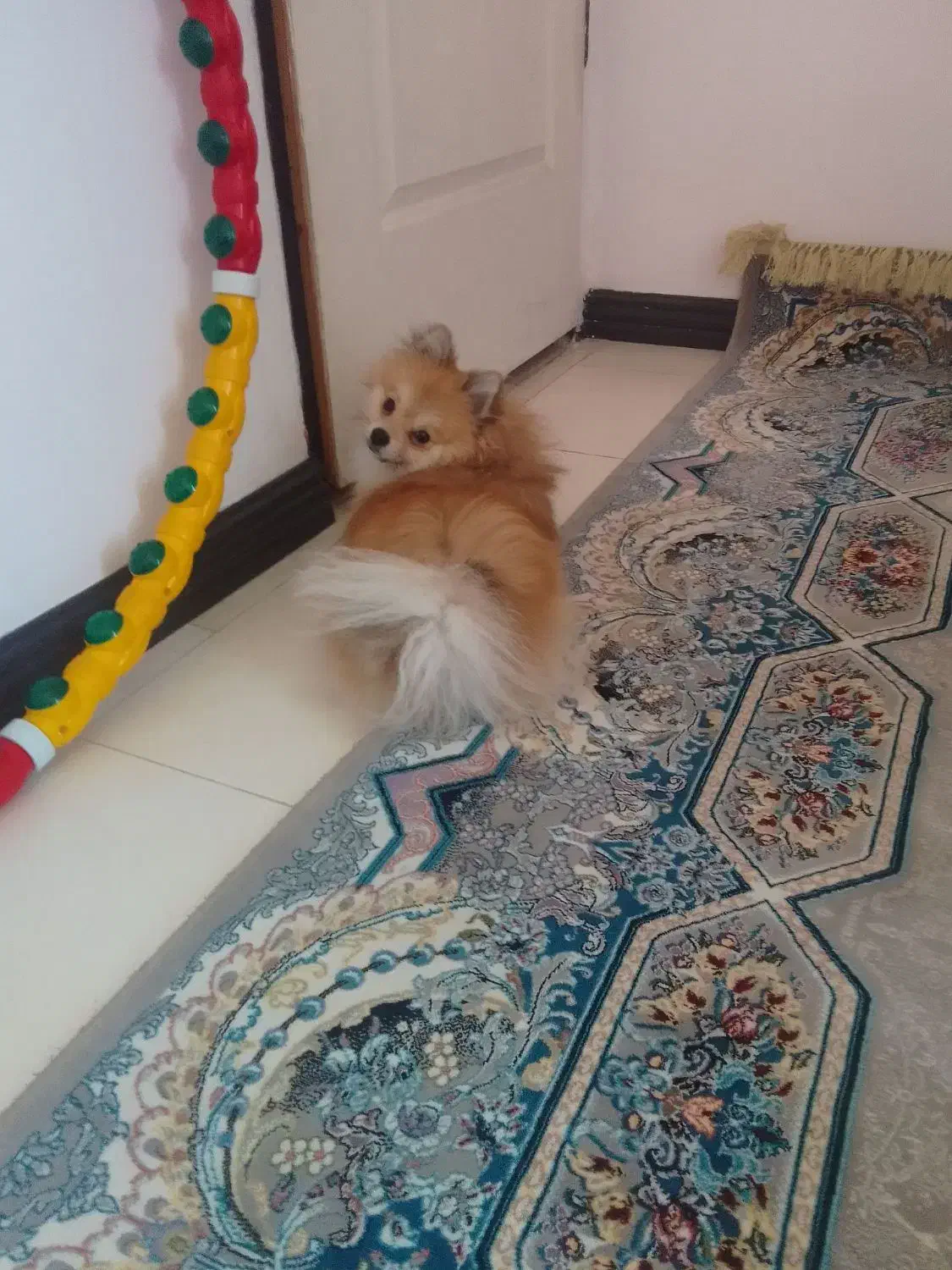 سگ پامرا اصیل|سگ|پردیس, فاز ۳|دیوار