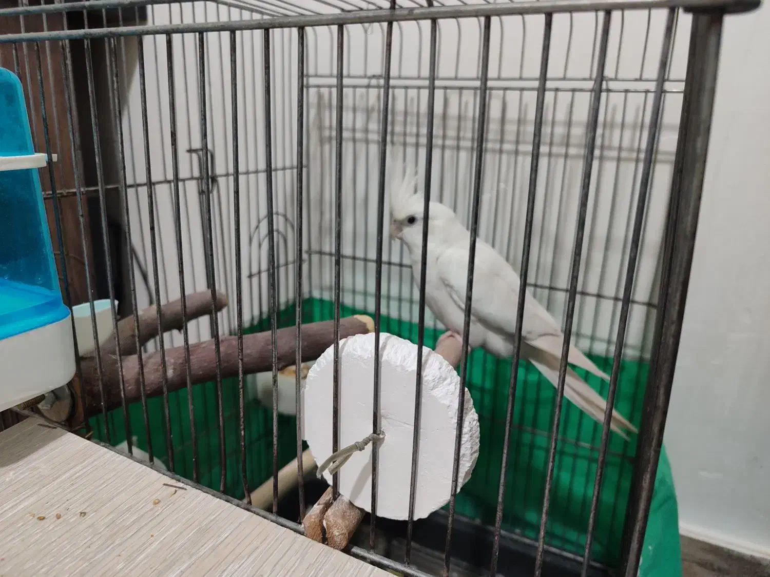 عروس هلندی|پرنده|بندر امام خمینی, |دیوار