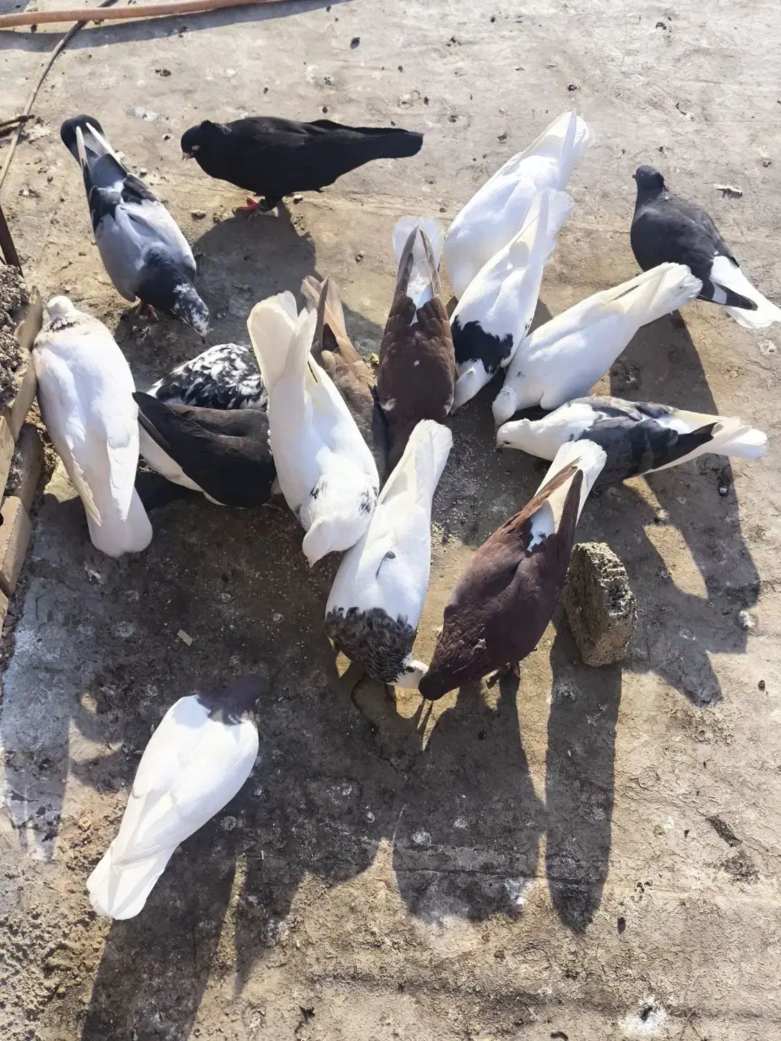 کفتر|پرنده|خرمشهر, |دیوار