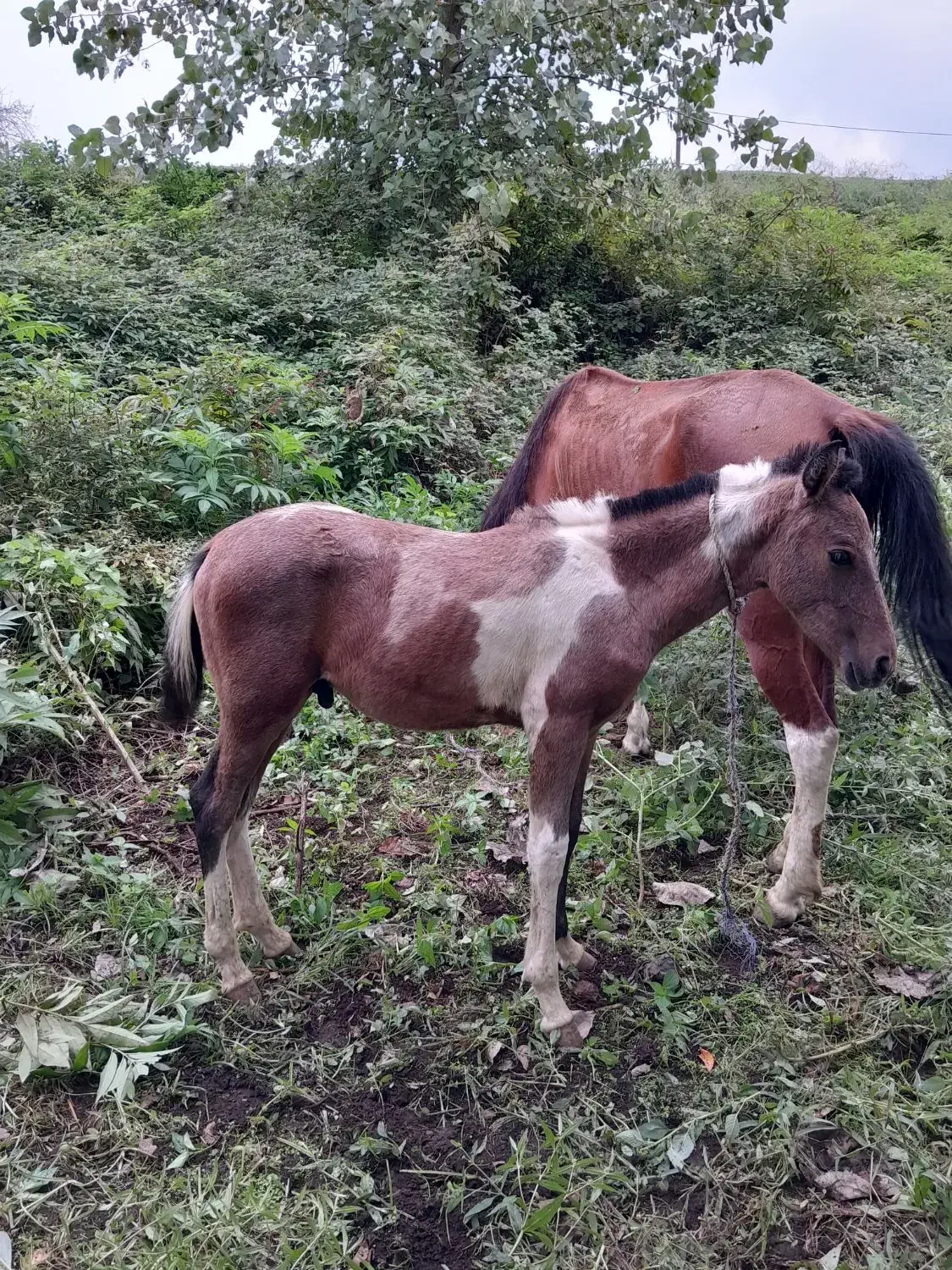 مادیان سال چهار با کره نریان ابلغ|اسب و تجهیزات اسب‌سواری|آستانه اشرفیه, |دیوار