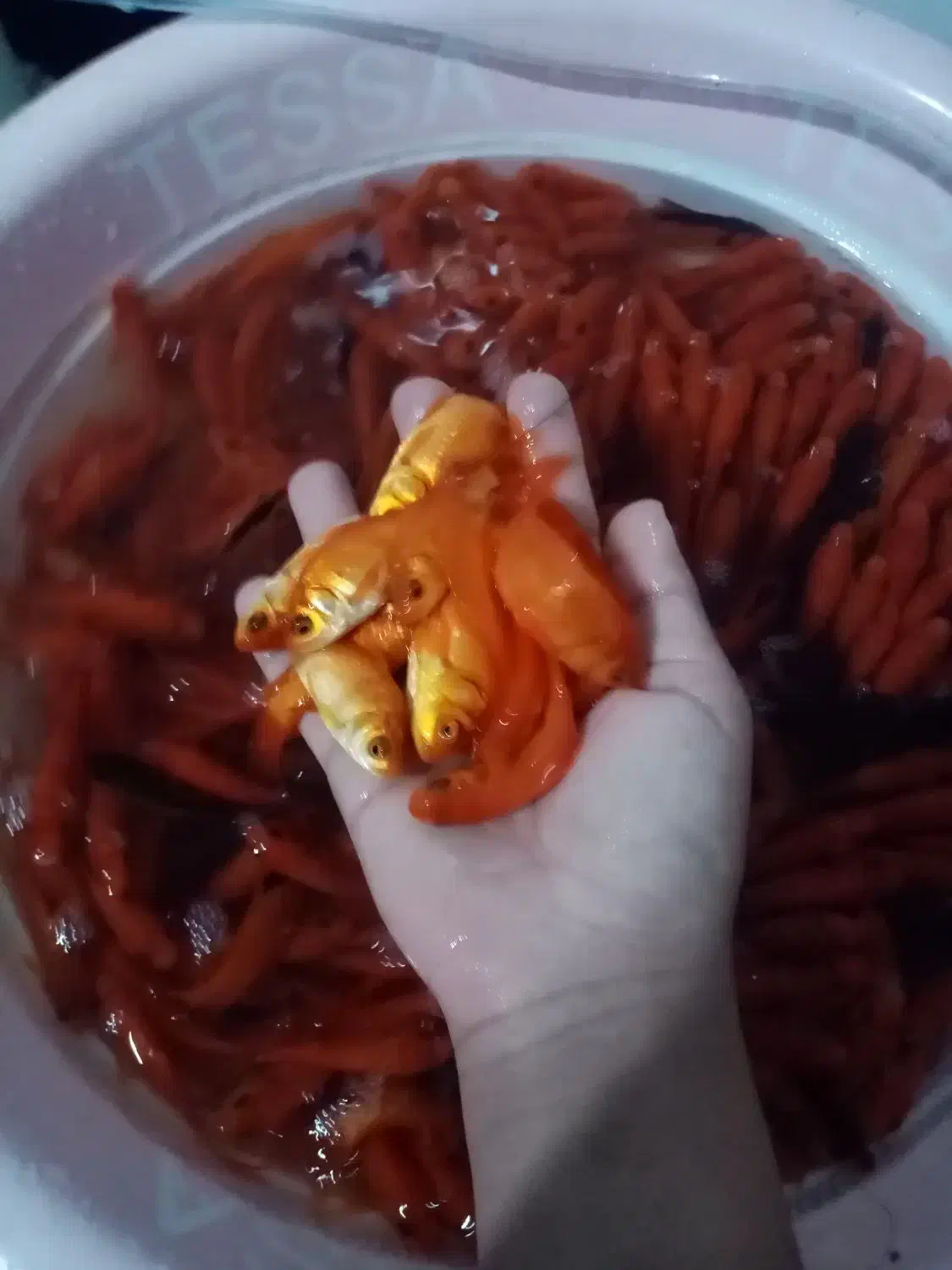 ماهی قرمز عید|ماهی|تربت‌حیدریه, باغ سلطانی|دیوار