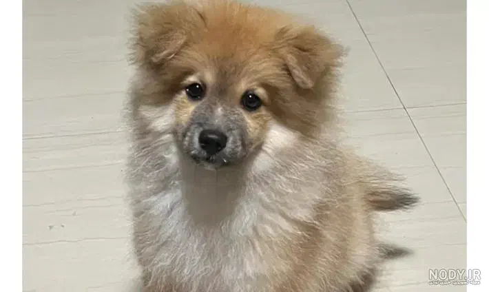 سگ گمشده|حیوانات|یزد, |دیوار