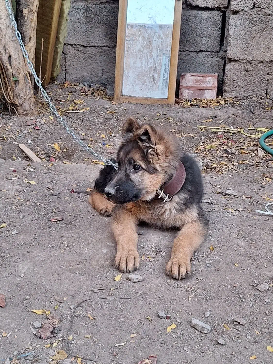 سگ ژرمن|سگ|کرمان, |دیوار