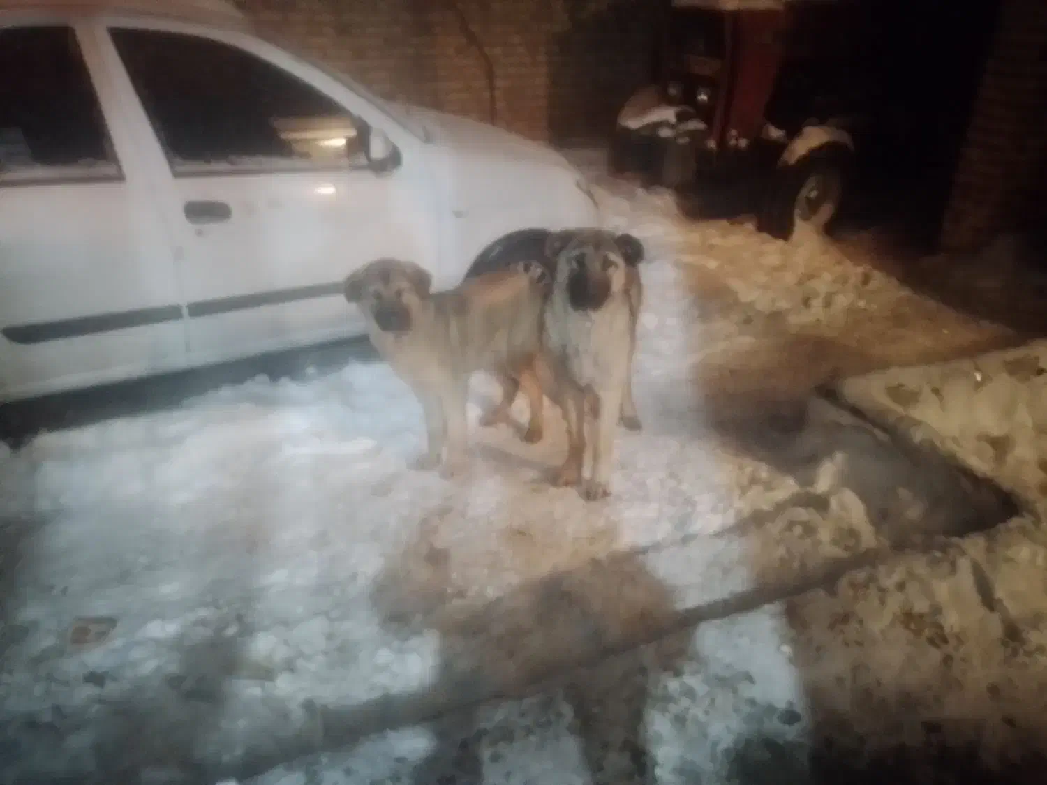 قیمت ۴۰۰۰۰۰۰۰ ملیون|سگ|مهربان, |دیوار