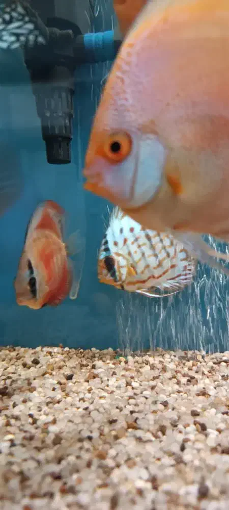 ماهی دیسکس سرحال|ماهی|کرج, شهرک بنفشه|دیوار