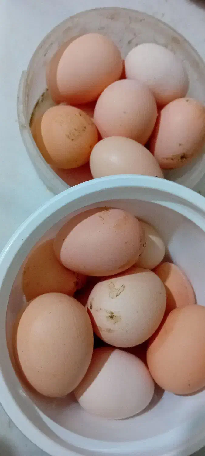 تخم مرغ محلی|خوردنی و آشامیدنی|مشهد, هفت تیر (نه دره)|دیوار