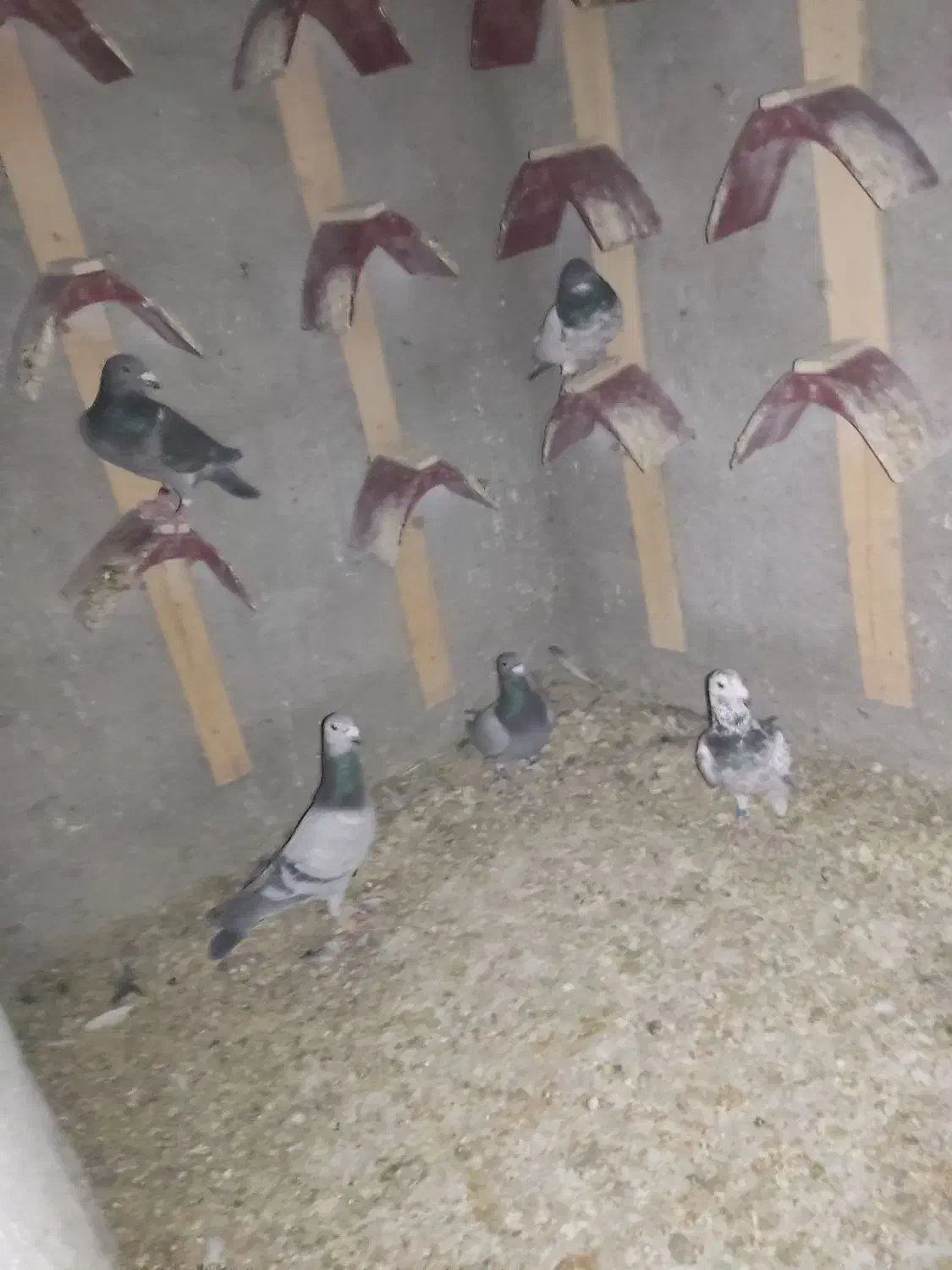 کبوتر|پرنده|سراوان, |دیوار