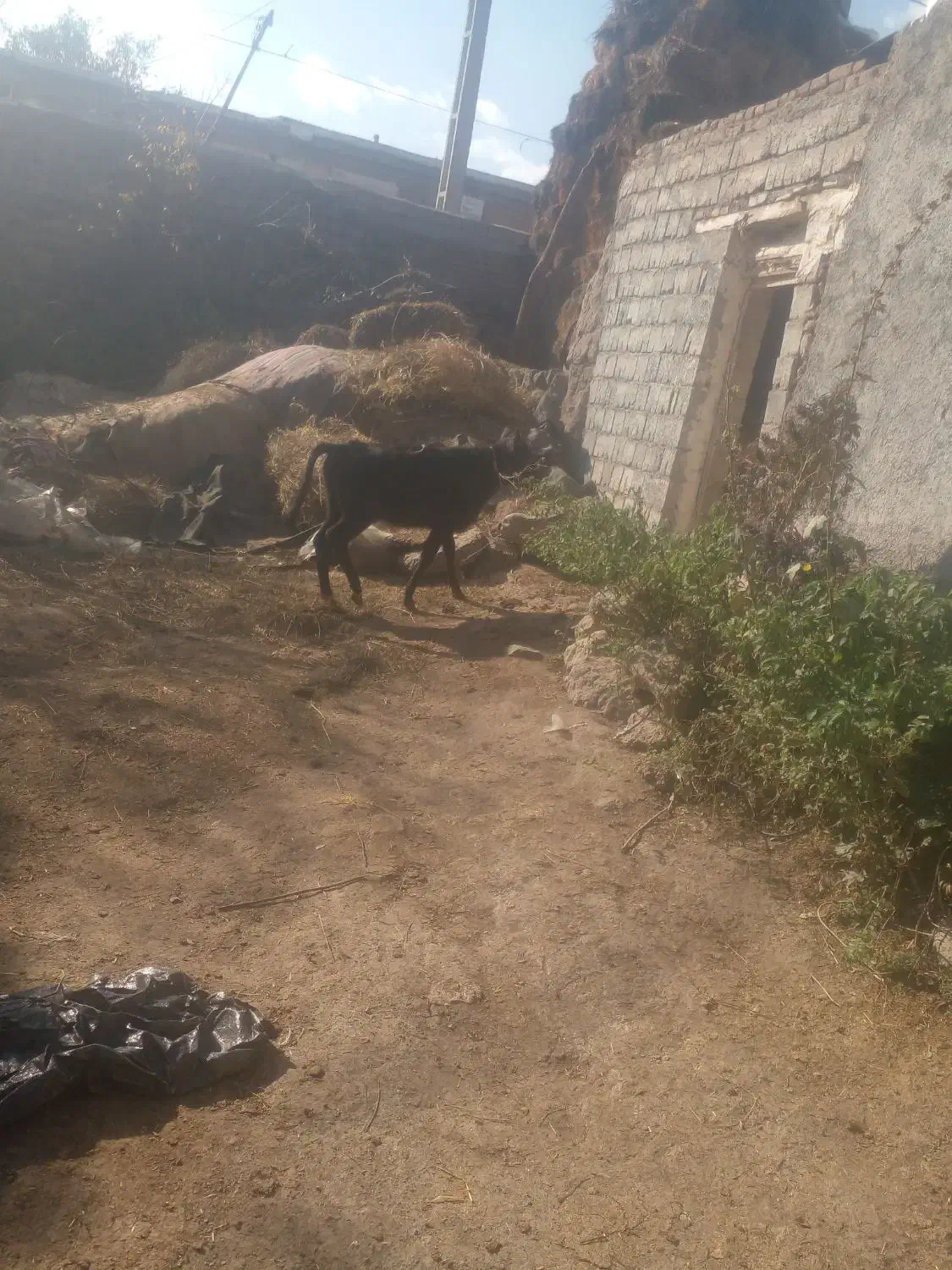 گاوگوساله ماده دامازدق|حیوانات مزرعه|اردبیل, |دیوار