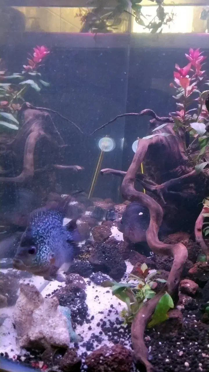 ماهی فلاور|ماهی|تهران, یاخجی آباد|دیوار