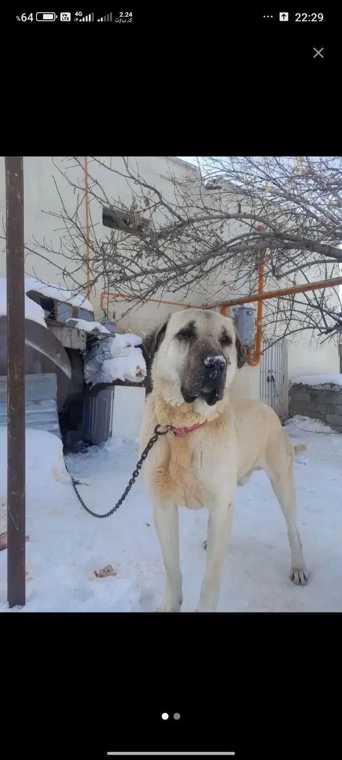 سگ پژدر دزدیده|حیوانات|کامیاران, |دیوار