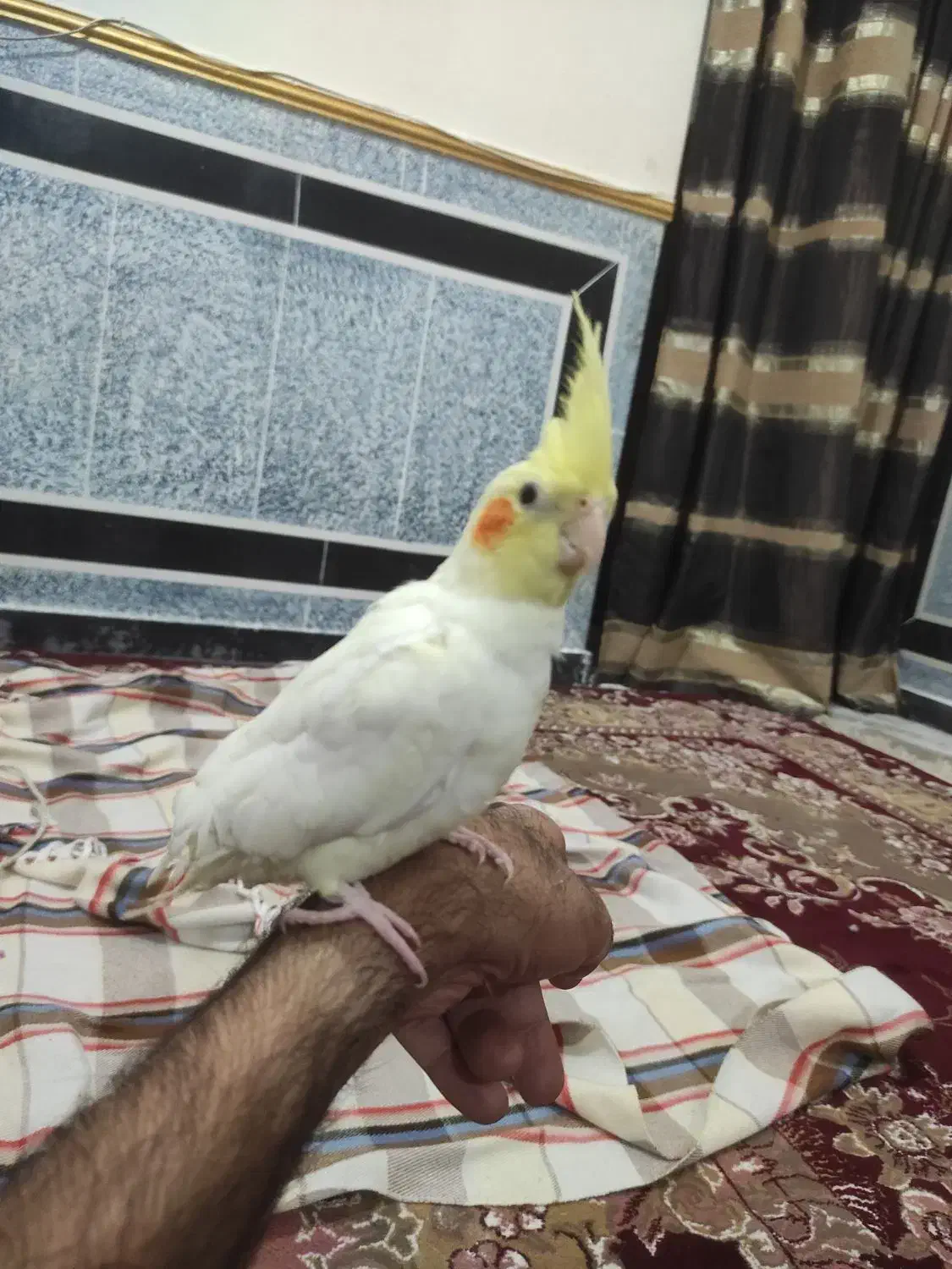 عروس هلندی نر دستی سه ماهه|پرنده|زاهدان, |دیوار