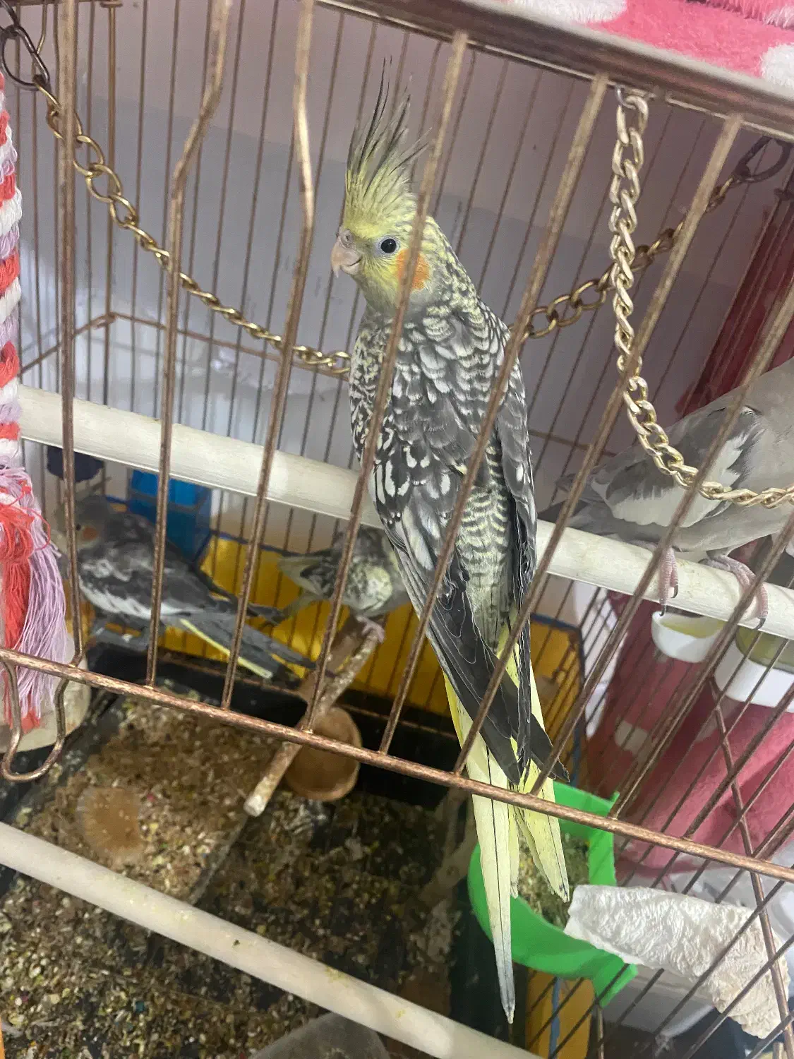 عروس فقط نر|پرنده|قرچک, مهدیه|دیوار