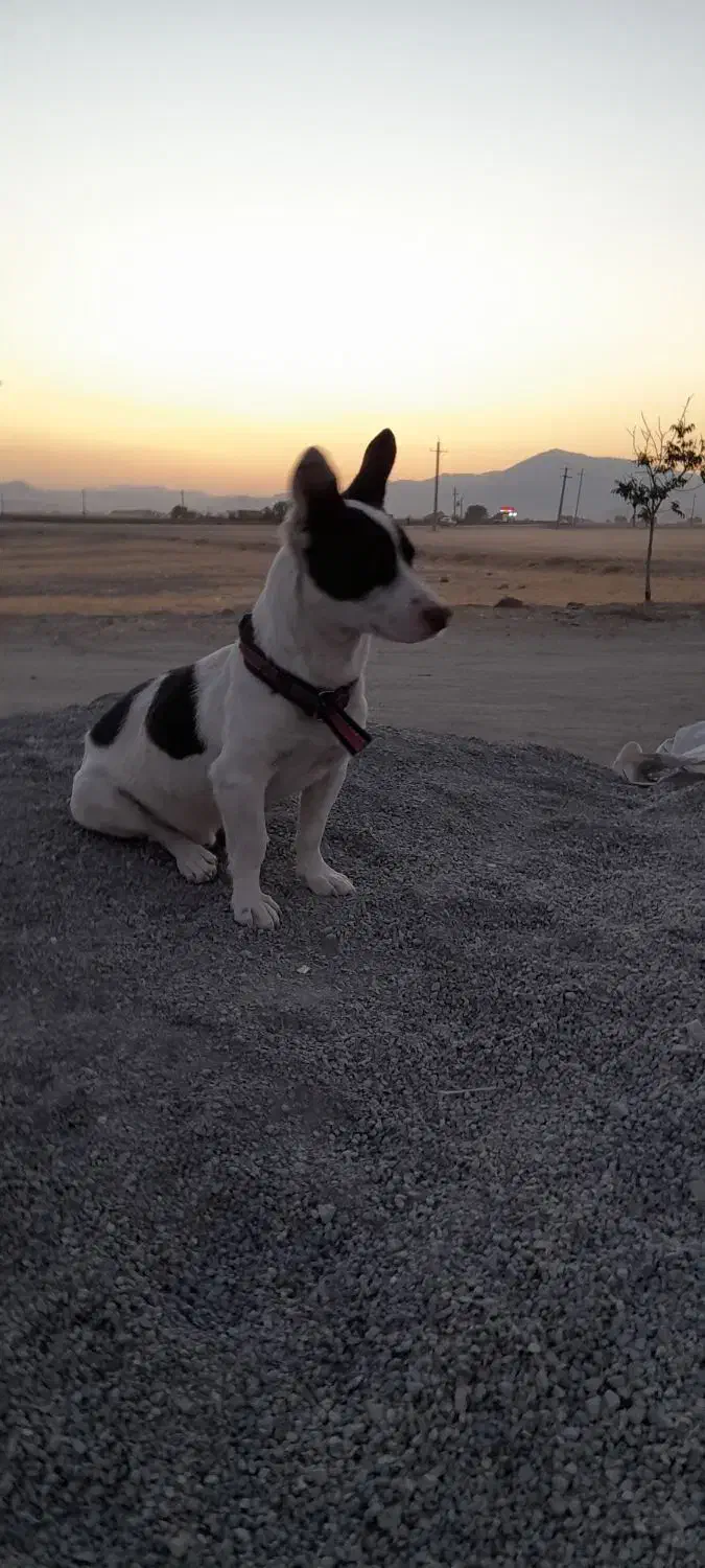 واگزاری سگ جک راسل|سگ|کنگاور, |دیوار