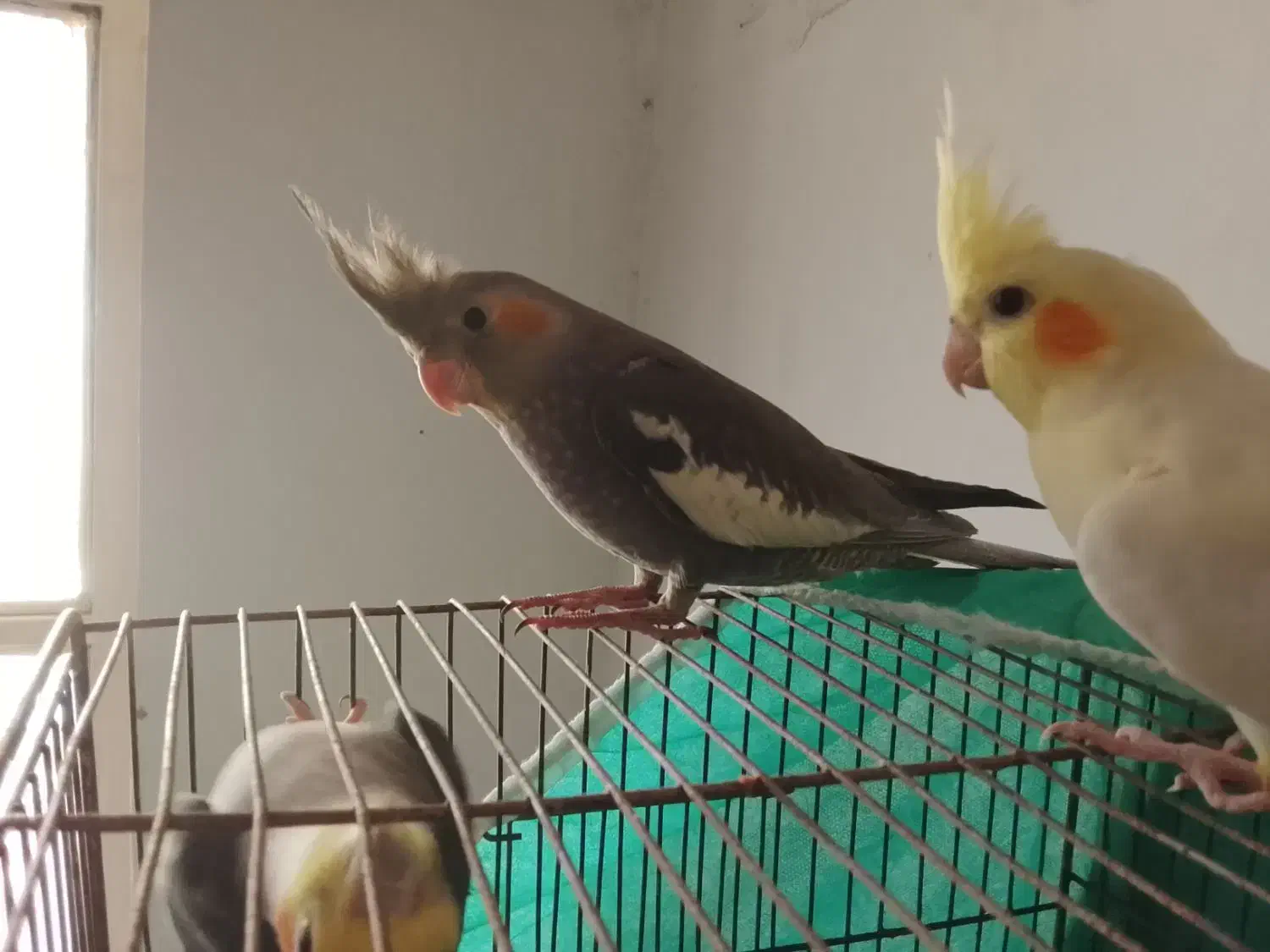 عروس هلندی|پرنده|سردرود, |دیوار